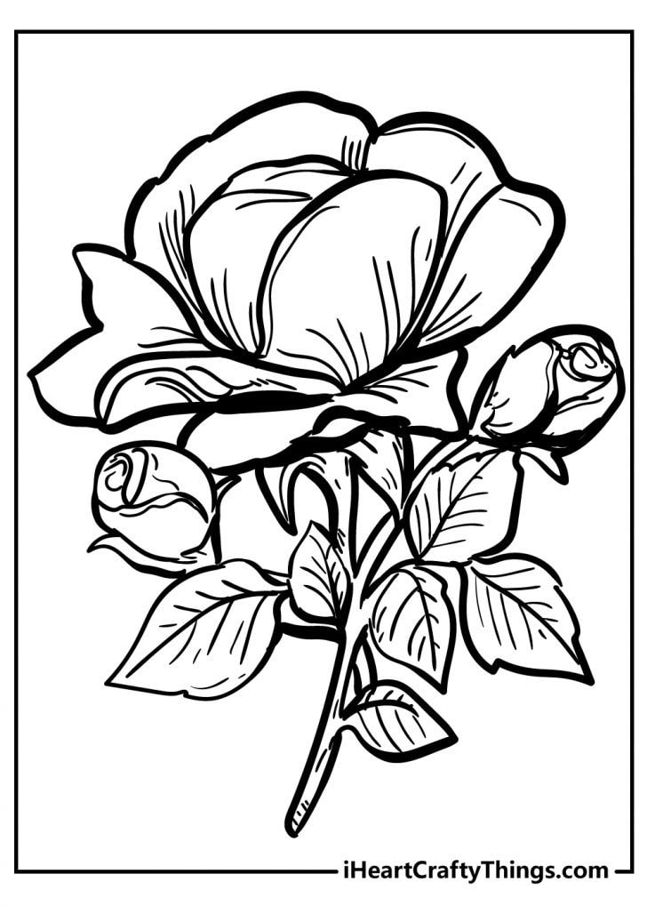 35 Rose Coloring Pages 100 Free To Download Print