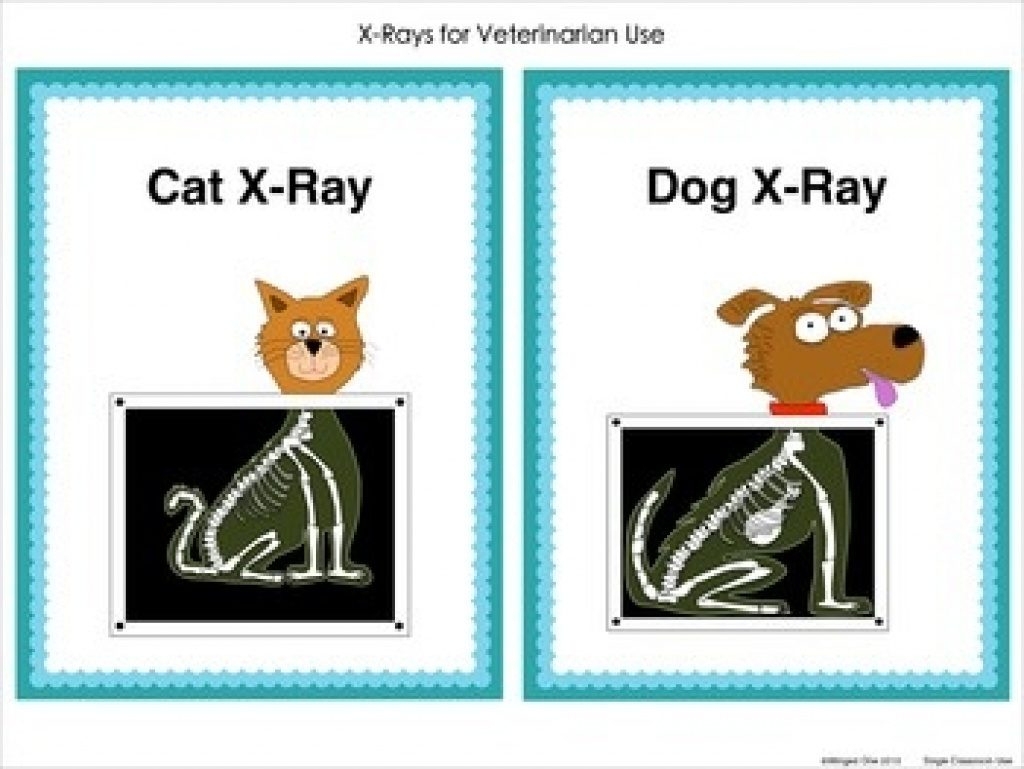 Animal X Rays Printables Free