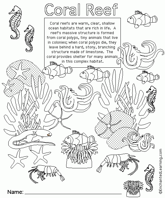 Coral Reef Animal Printouts Cover Page EnchantedLearning