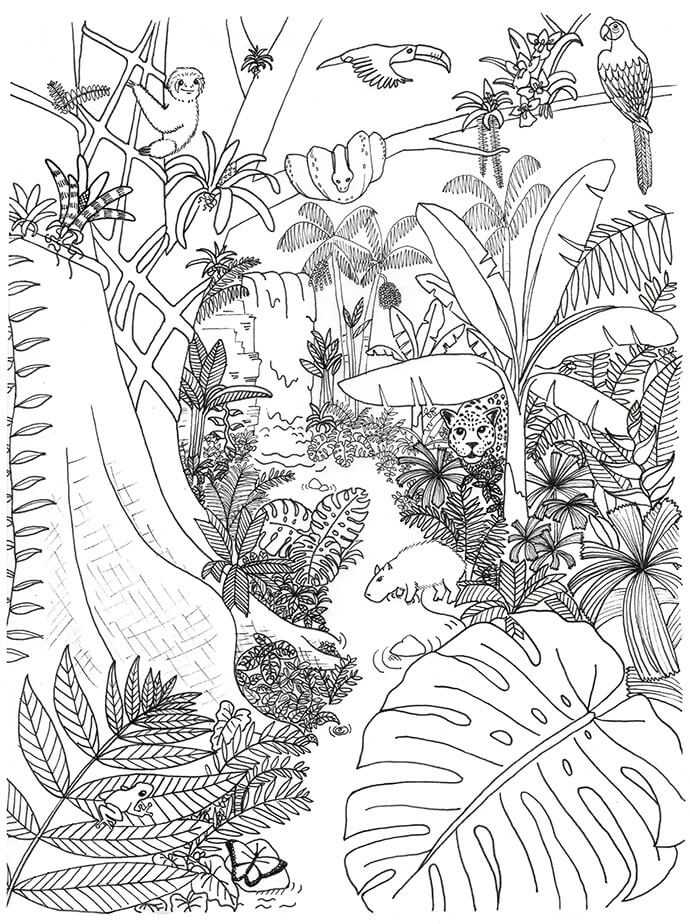 Excelent Jungle Coloring Page Free Printable Coloring Pages For Kids