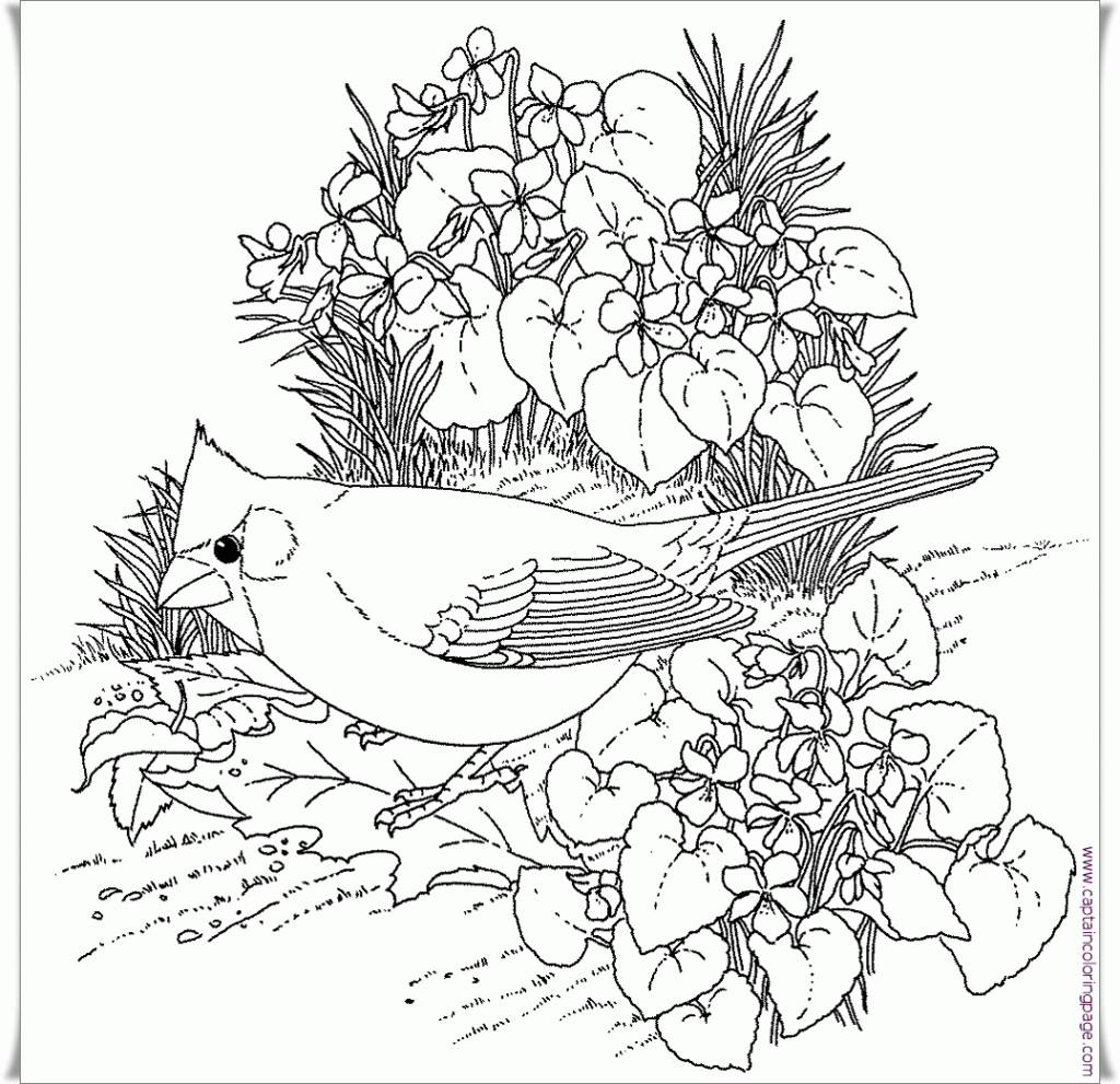 Free Printable Bird Coloring Pages