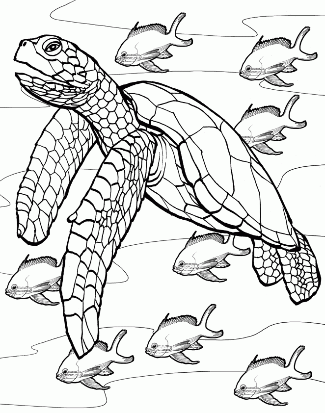 Free Printable Turtle Coloring Pages For Kids