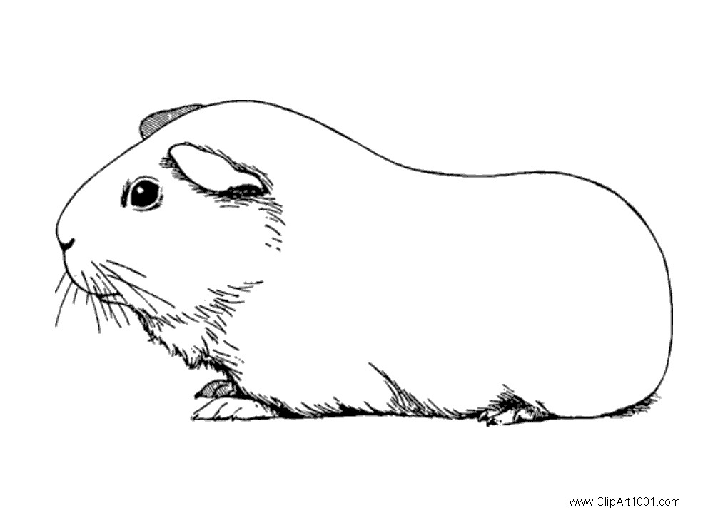 Guinea Pig Coloring Pages Black And White Free Printable Coloring Pages