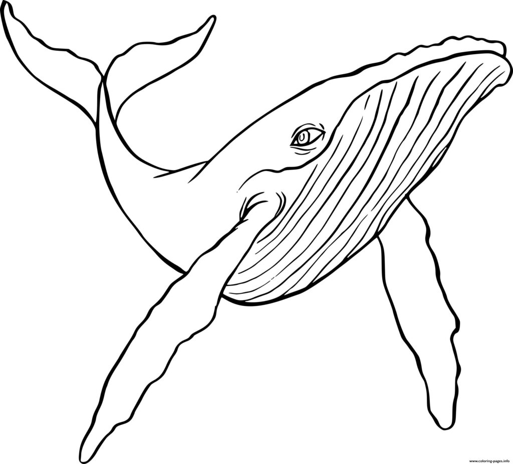 Humpback Whale Coloring Page Printable