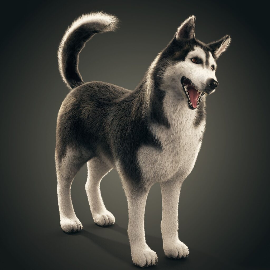 Husky Free 3D Models Download Free3D