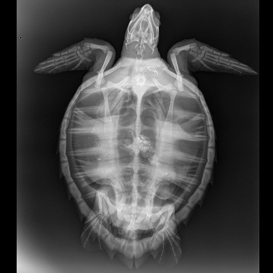 Printable Animal X Rays