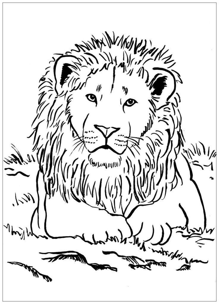 Printable Coloring Pages Lion