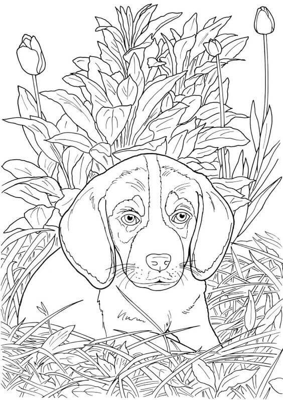 Printable Realistic Dog Coloring Pages