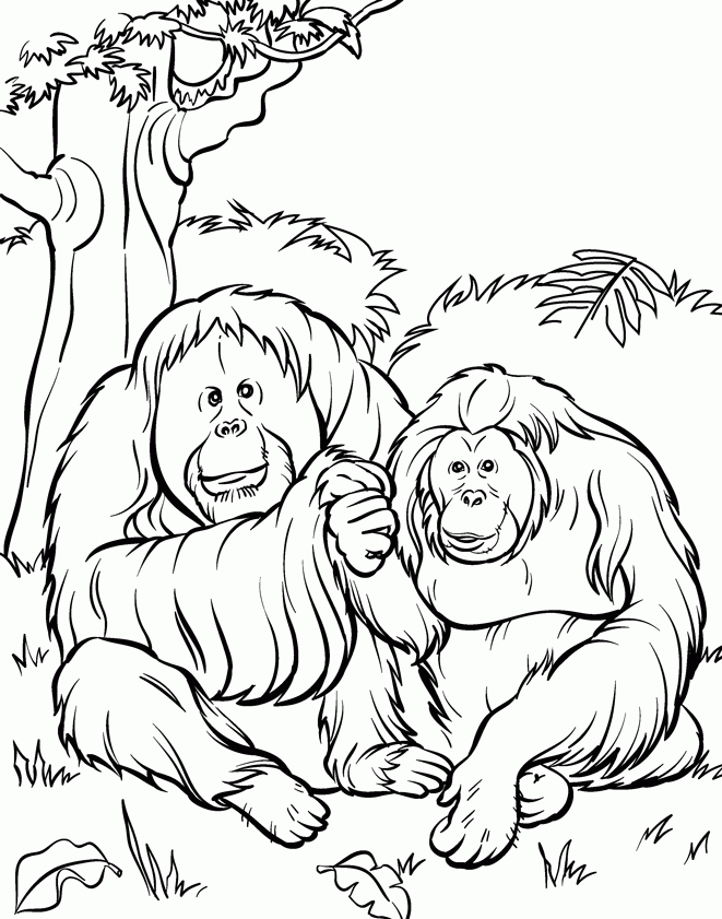 Zoo Animal Coloring Pages Printable