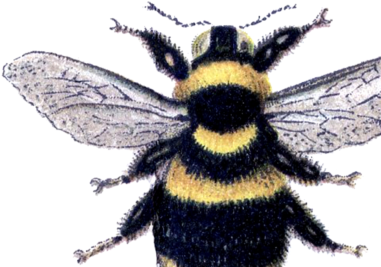 18 Bee Graphics Gorgeous The Graphics Fairy