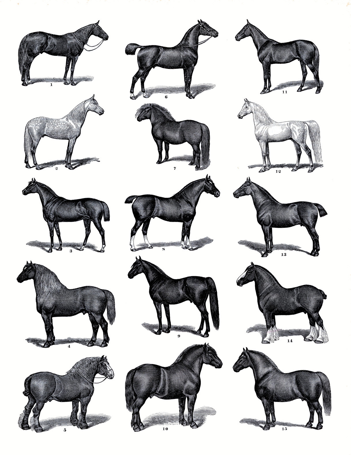 19 Horse Clip Art Horses Clipart