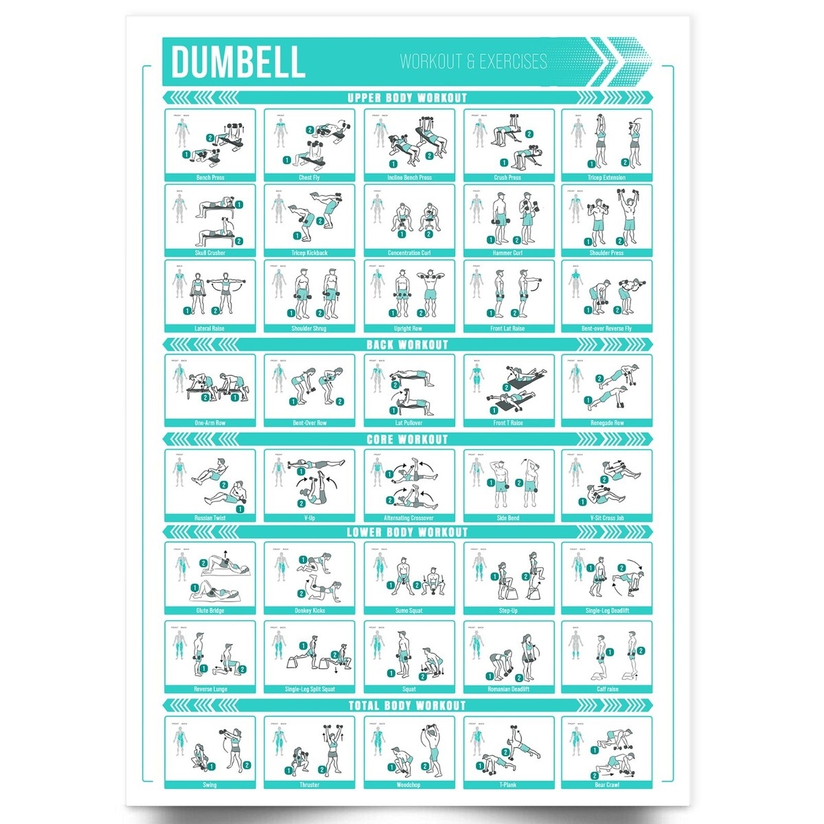 Dumbbell Workout Chart Poster Training Exercise Print Perfect To Build Muscle EBay