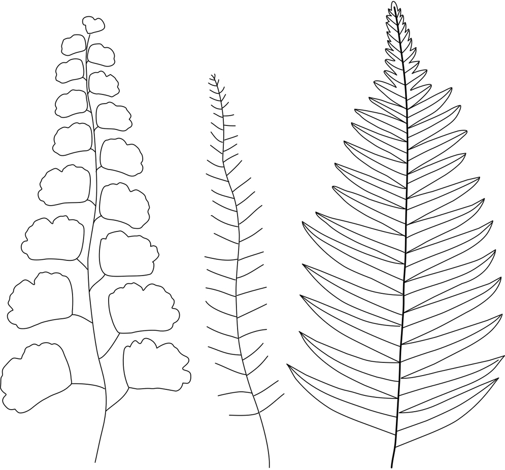 FREE Embroidery Pattern Botanical Ferns Wandering Threads Embroidery