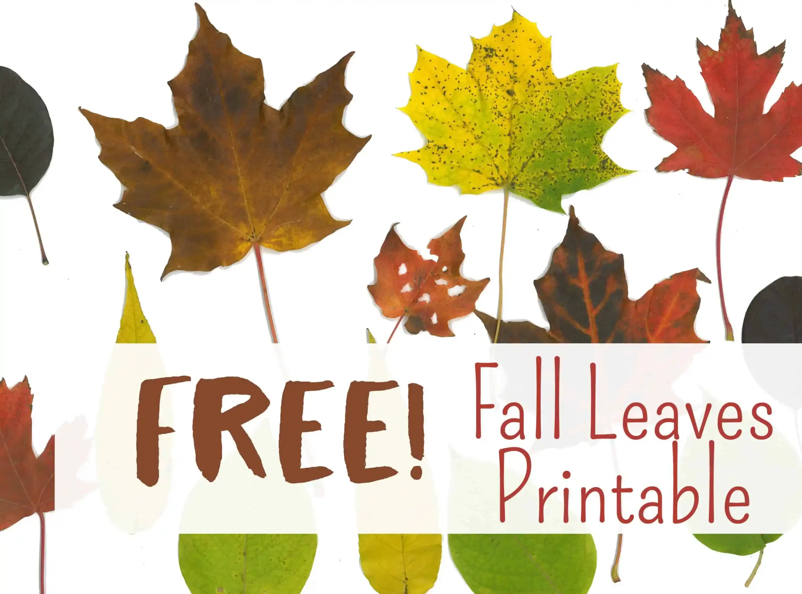 Free Fall Leaf Printables 