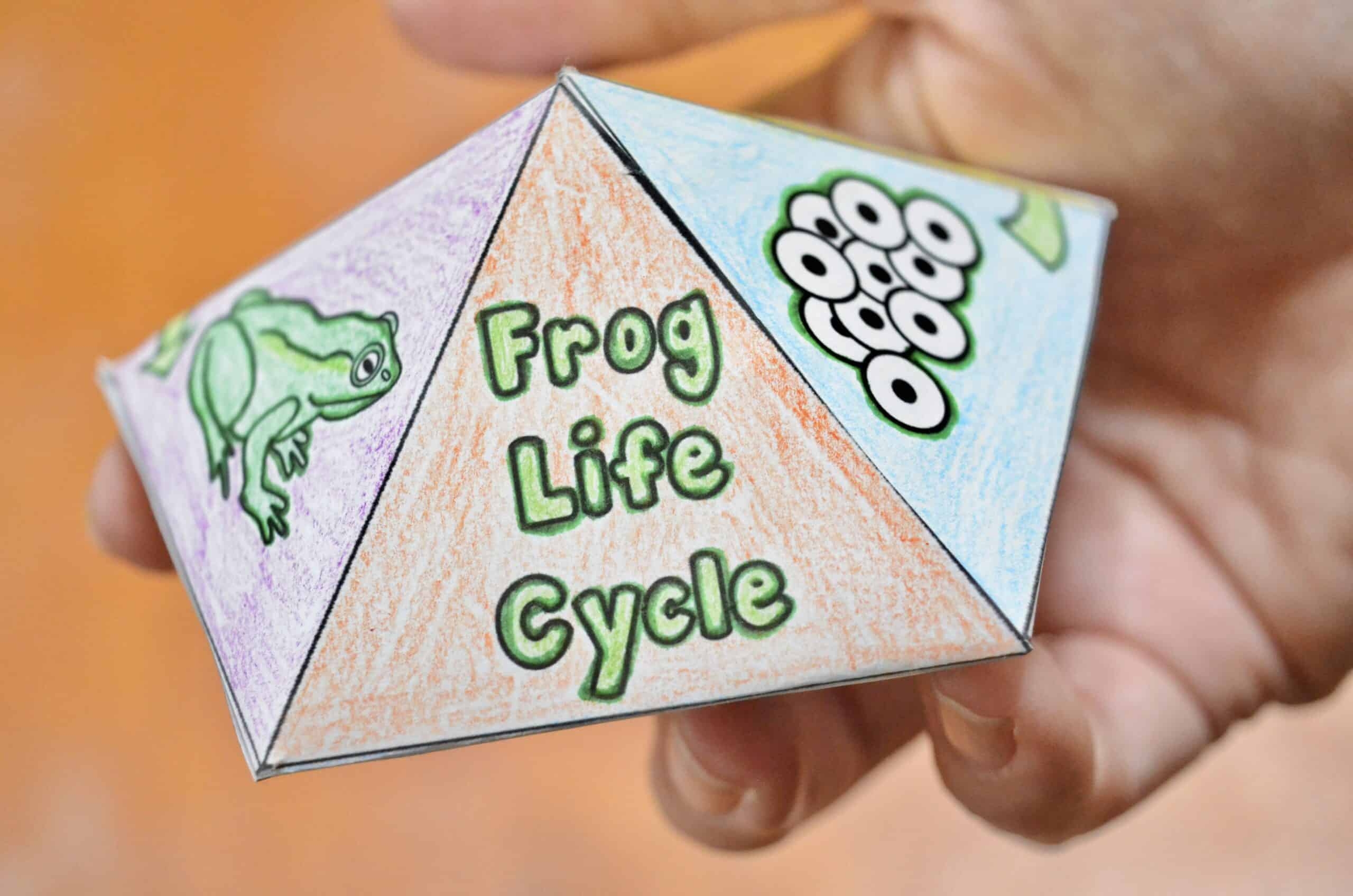 FREE Printable Frog Life Cycle Interactive Spinner Top Toy Idea