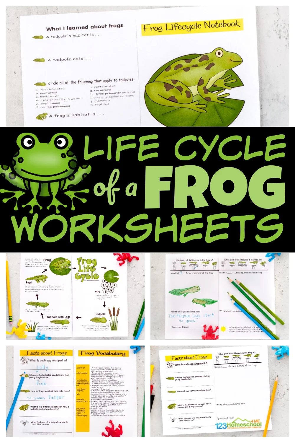 FREE Printable Life Cycle Of A Frog Worksheets