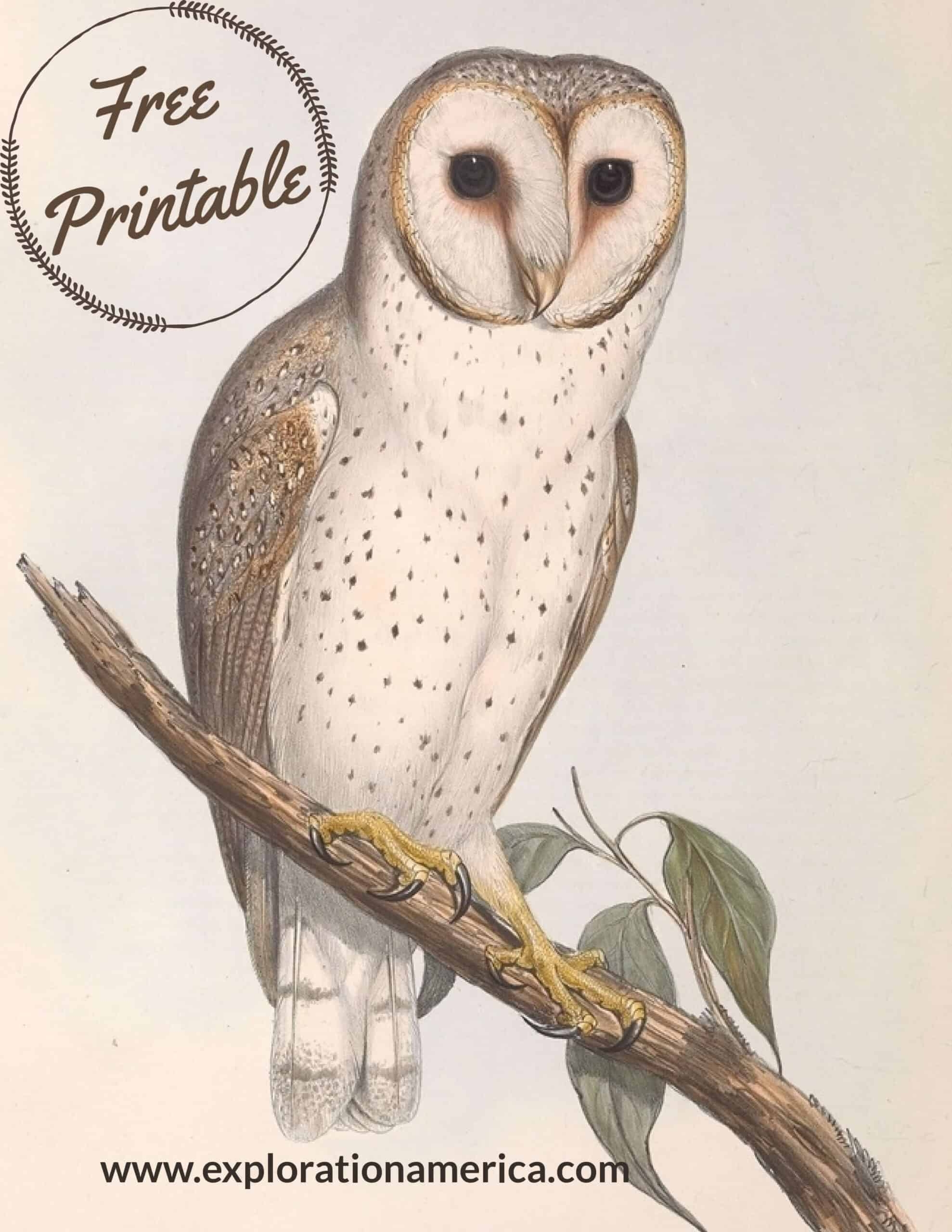 FREE Printable Owl Art Posters Beautiful Vintage Nature Scenes