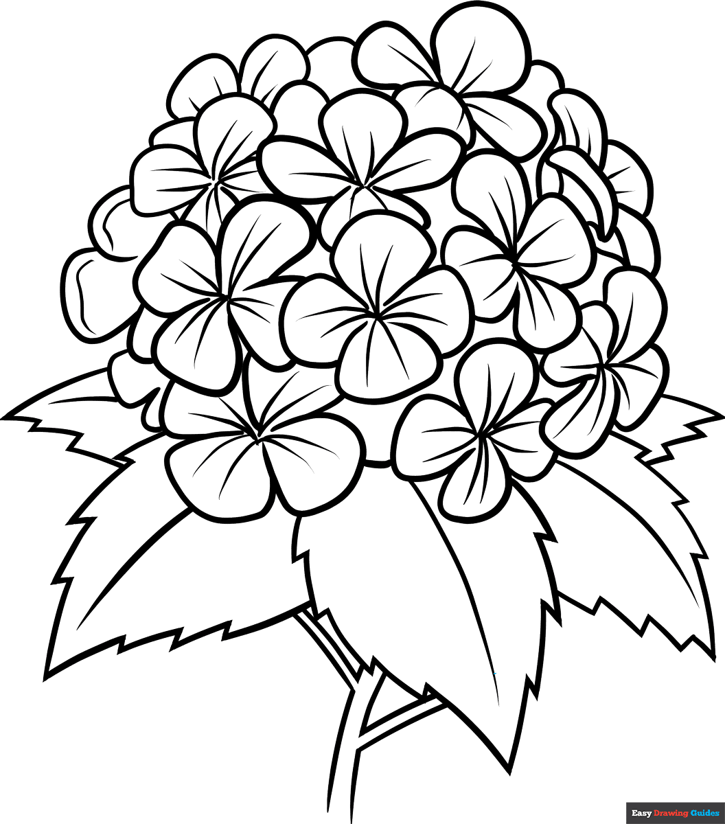 Hydrangea Flower Coloring Page Easy Drawing Guides
