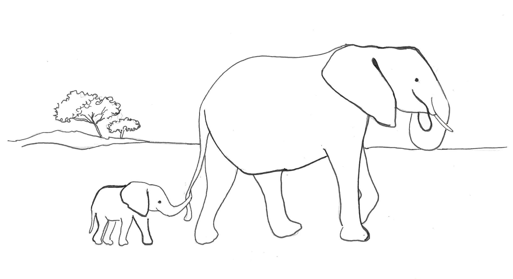 Printable Elephant Drawing Template Chantecaille