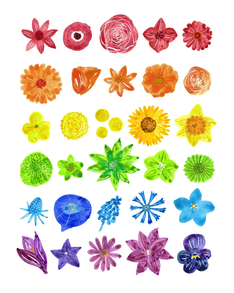 Rainbow Flower Chart Giclee Art Print Honeyberry Studios Rainbow Flower Chart Giclee Art Print Honeyberry Studios