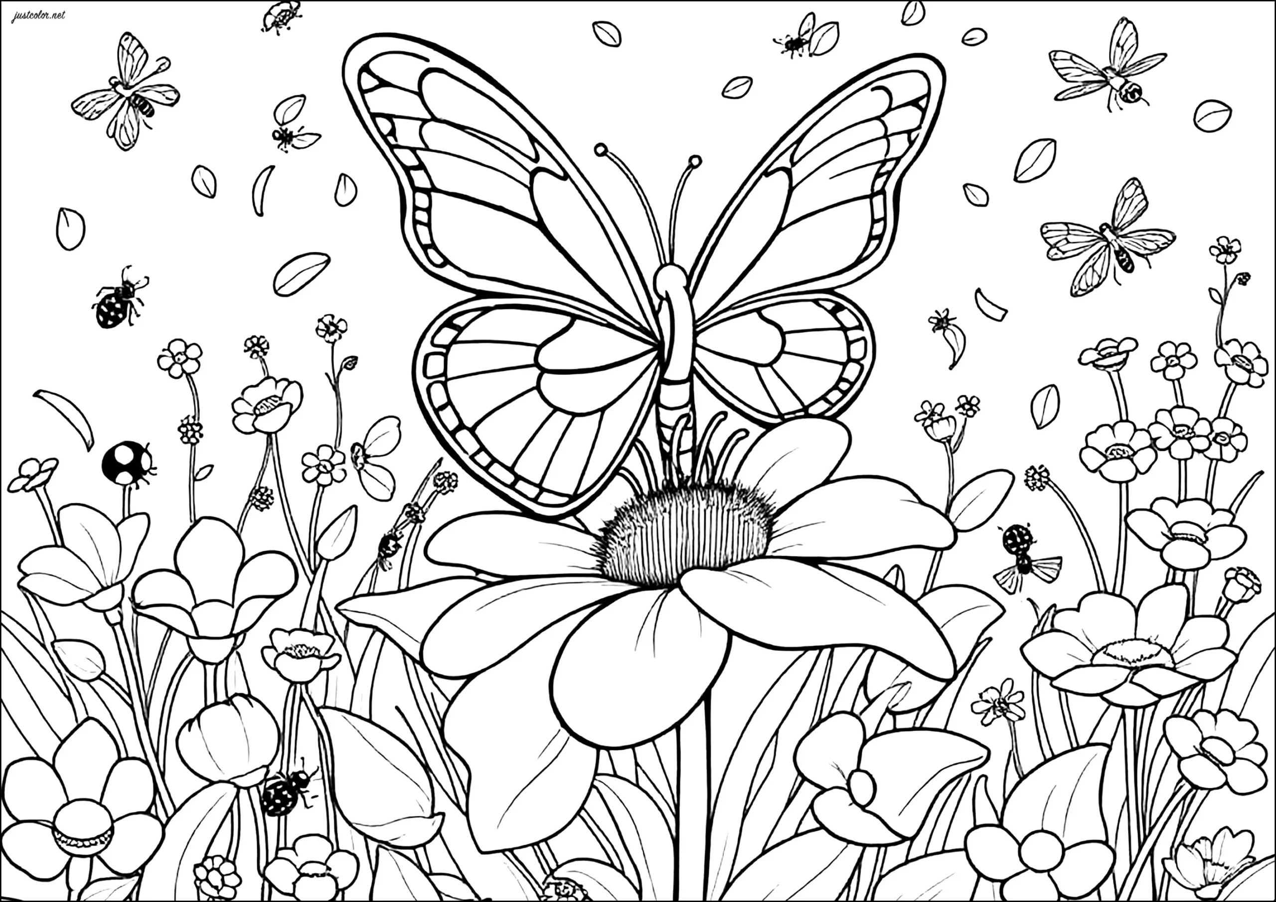 Butterfly On A Flower Butterflies Insects Coloring Pages For Adults