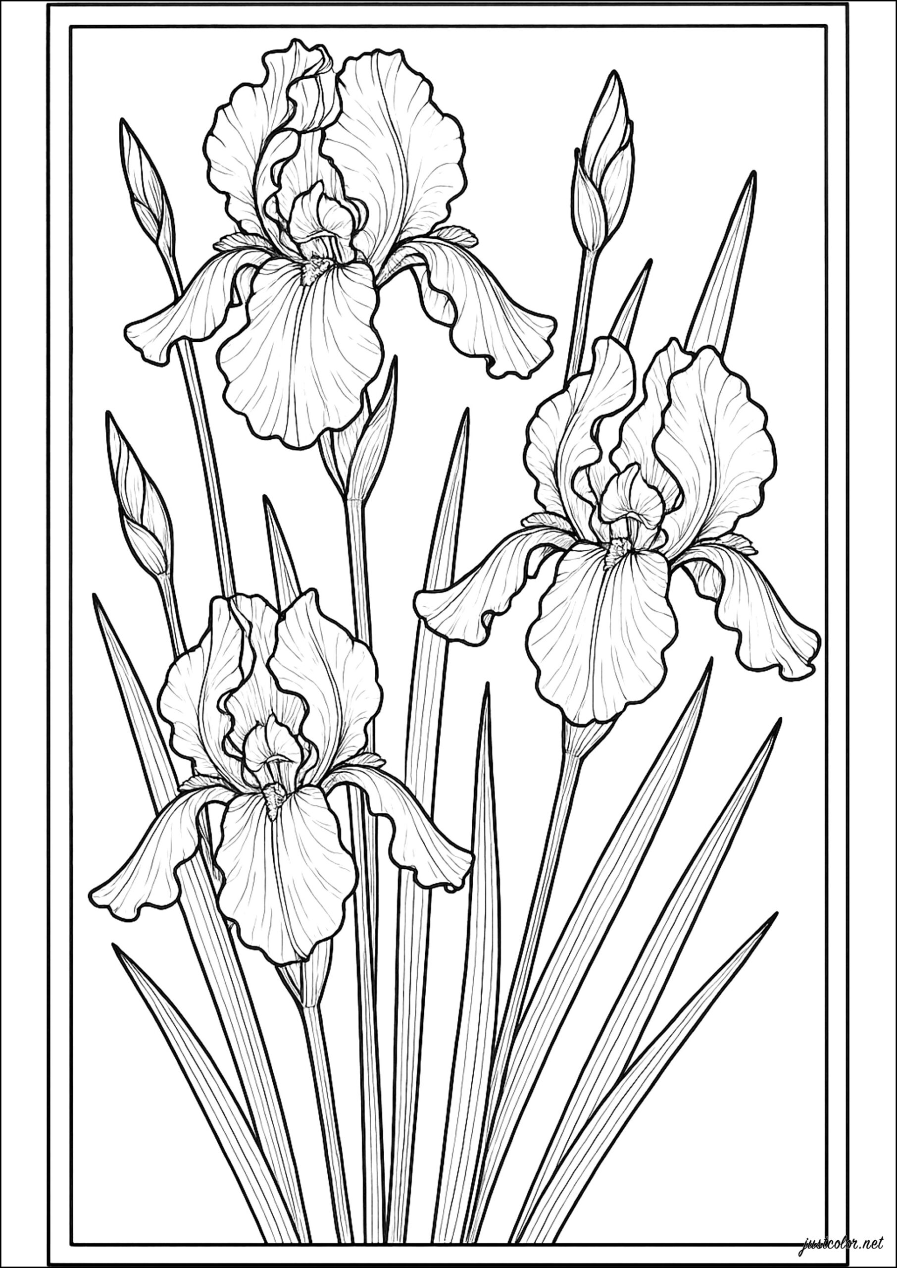 Elegance Of Delicate Flowers In Harmony Flowers Vegetation Coloring Pages For Adults Elegance Of Delicate Flowers In Harmony Flowers Vegetation Coloring Pages For Adults
