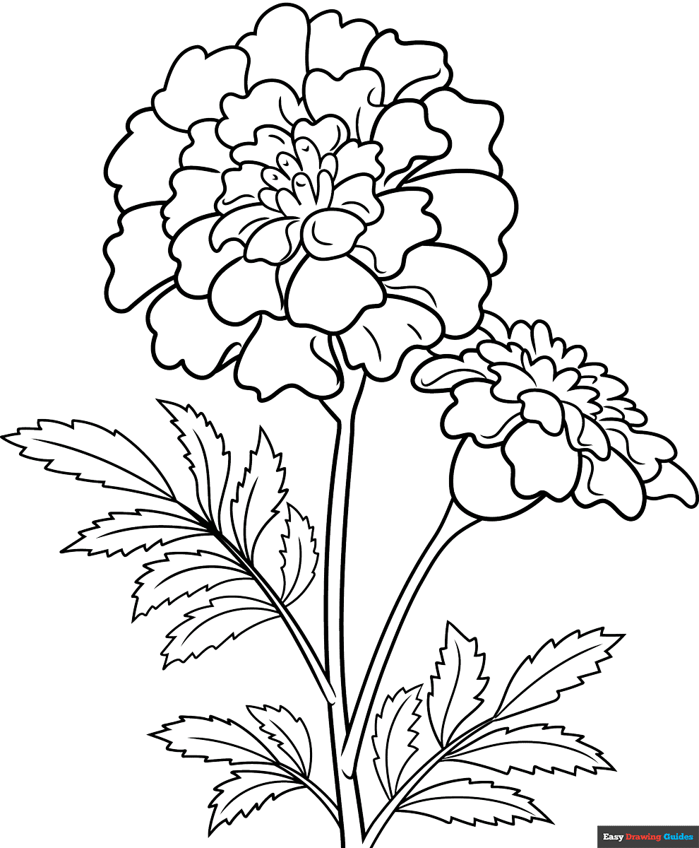 Marigold Flower Coloring Page Easy Drawing Guides Marigold Flower Coloring Page Easy Drawing Guides