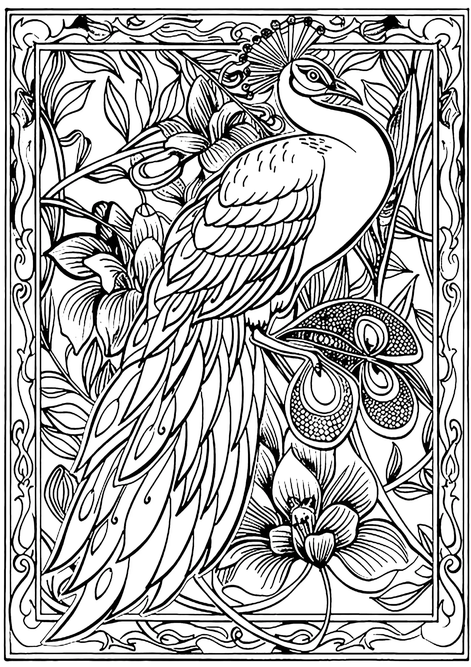 Peacock In A Pretty Frame Peacock Coloring Pages For Adults